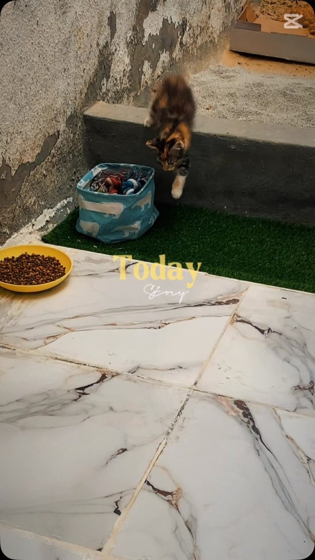Our regular schedule at the Clinic 🐱 #a...