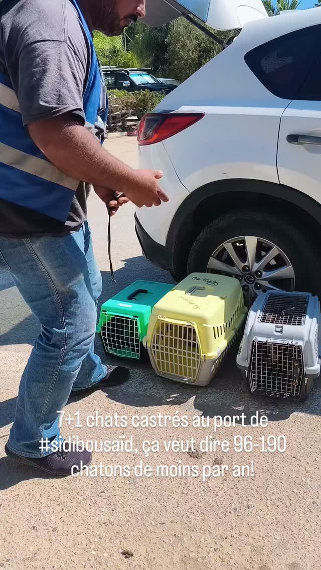 7+1 chats castrés au port de #sidibousaï...