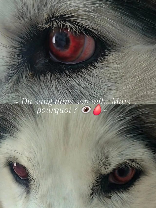 🩸 Non, ce chien n’est pas un chien vamp...